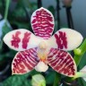 Орхидея Phalaenopsis tetraspis hybrid (отцвел)