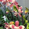 Орхидея Phalaenopsis tetraspis hybrid (отцвел)