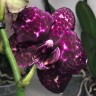 Орхидея Phalaenopsis Wild Cat mutation