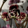 Орхидея Phalaenopsis peloric              