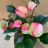 Anthurium Hot Lips 