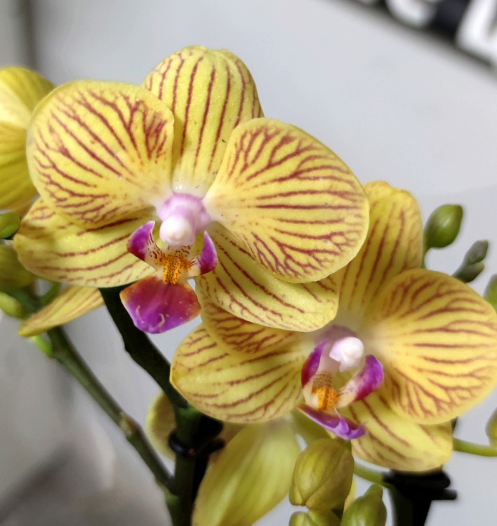 Орхидея Phalaenopsis, mini (отцвел)