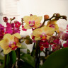 Орхидея Phalaenopsis, mini (отцвел)