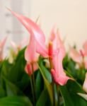 Anthurium Lili pink (отцвел)