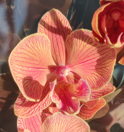 Орхидея Phalaenopsis Big Lip     