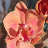 Орхидея Phalaenopsis Big Lip (отцвел)    
