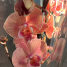 Орхидея Phalaenopsis Big Lip     