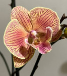 Орхидея Phalaenopsis Big Lip 