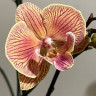 Орхидея Phalaenopsis Big Lip 