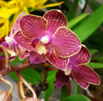 Орхидея Phalaenopsis Lola, multiflora (отцвел) 