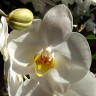 Орхидея Phalaenopsis Oxford 