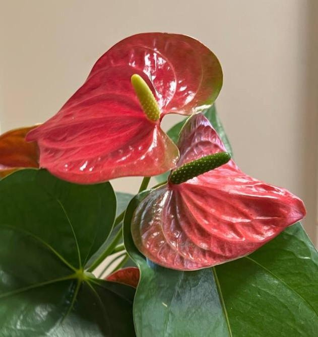 Anthurium Arthur (деленка без цветов)