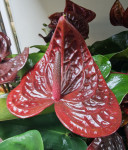 Anthurium Tranquillo 