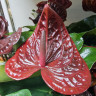 Anthurium Tranquillo 