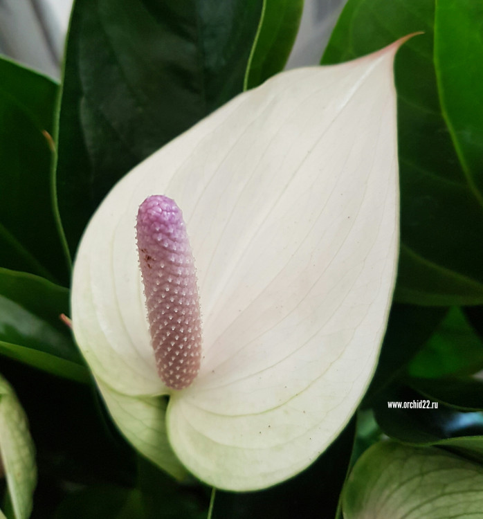 Anthurium Princess Alexia Violet (деленка без цветов)