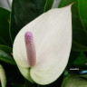 Anthurium Princess Alexia Violet (деленка без цветов)