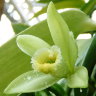 Орхидея Vanilla planifolia 'variegata' (еще не цвела)