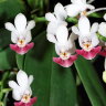 Орхидея Phalaenopsis parishii (еще не цвёл)  