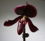 Орхидея Paph. Mottled Leaf Type (Vinicolor or Colocutum) (отцвёл) 