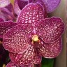Орхидея Vanda Red Spots (отцвела)