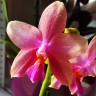 Орхидея Phalaenopsis Liodoro (отцвёл)