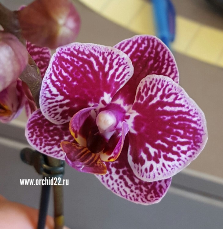 Орхидея Phalaenopsis  mini 