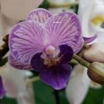 Орхидея Phalaenopsis mini     
