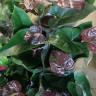 Anthurium Paris Black 