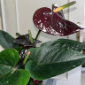Anthurium Paris Black 