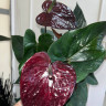 Anthurium Paris Black 