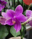 Орхидея Phalaenopsis Miki Flora (отцвел)