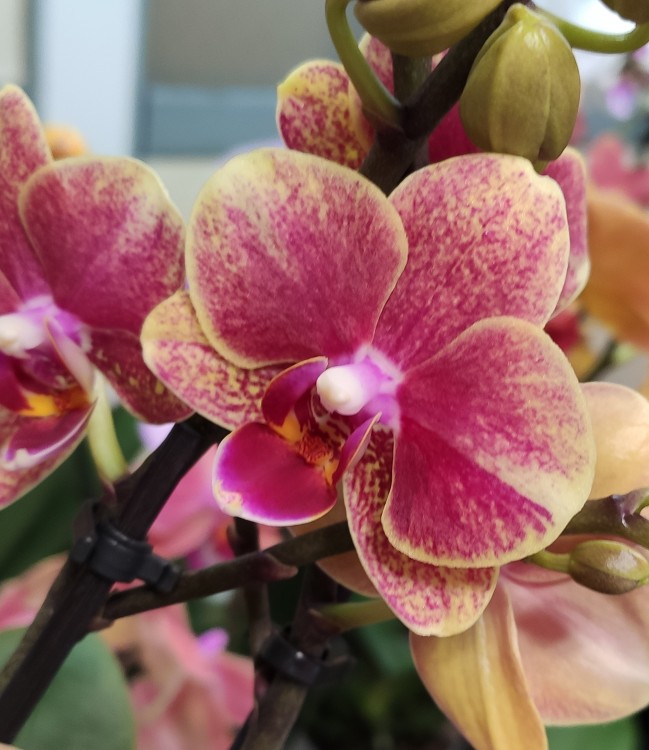 Орхидея  Phalaenopsis Savion, multiflora (отцвел)