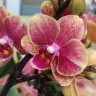 Орхидея  Phalaenopsis Savion, multiflora (отцвел)