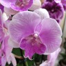 Орхидея Phalaenopsis Big Lip          