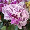 Орхидея Phalaenopsis Betta, Big Lip (отцвел)