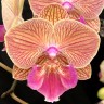 Орхидея Phal.Tying Shin Eternal Star 'Golden Water' (отцвел)  