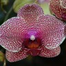 Орхидея Phalaenopsis I-Hsin Sesame (еще не цвел) 