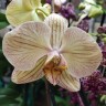 Орхидея Phalaenopsis Jive (отцвёл)