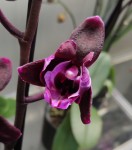 Орхидея Phalaenopsis peloric               