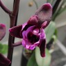 Орхидея Phalaenopsis peloric               