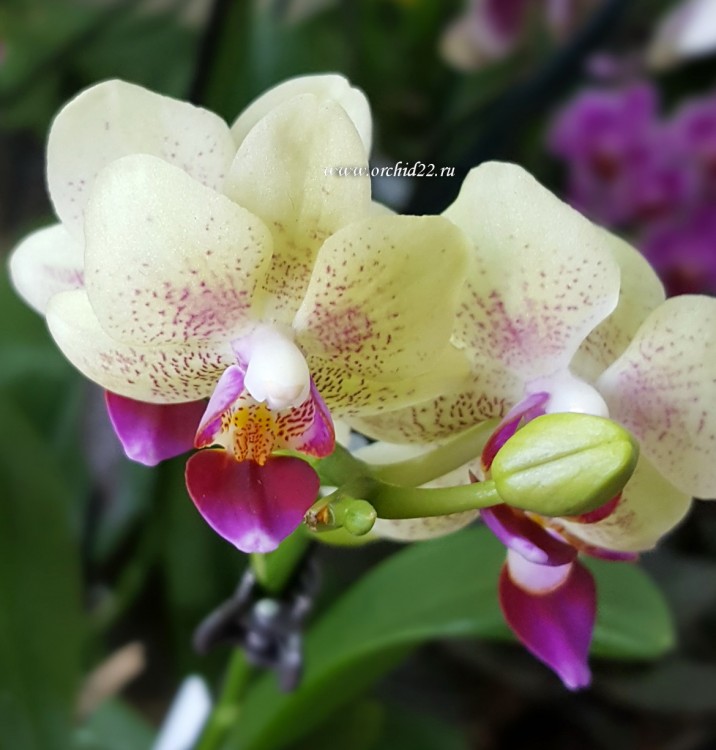 Орхидея Phalaenopsis, mini (отцвел, РЕАНИМАШКА)