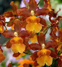 Орхидея Colmanara Catatante (отцвела)