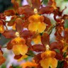 Орхидея Colmanara Catatante (отцвела)