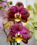 Орхидея Phalaenopsis Pinyf (отцвёл, РЕАНИМАШКА)