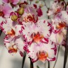Орхидея Phalaenopsis Bernadetta (отцвел)