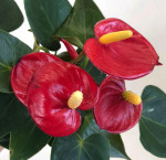 Anthurium Aristo Red (отцвёл)