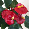 Anthurium Aristo Red (отцвёл)