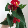 Anthurium Aristo Red (отцвёл)