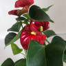 Anthurium Aristo Red (отцвёл)