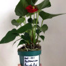 Anthurium Aristo Red (отцвёл)